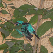 Blue Dacnis